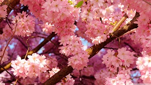japanska_tresnja
